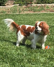 Dog outside on grass