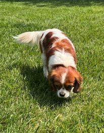 Dog outside on grass